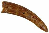 Fossil Pterosaur (Siroccopteryx) Tooth - Morocco #274258-1